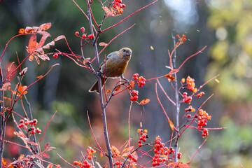 bird on a branch