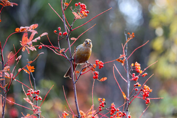 bird on a branch