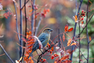 bird on a branch