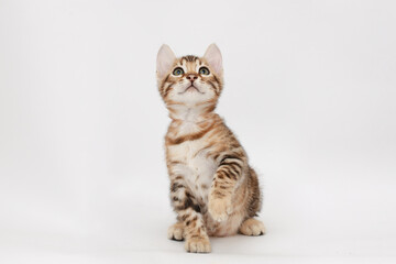 Funny Spotted Bengal kitten with beautiful big green eyes. Lovely fluffy playful cat. Free space...
