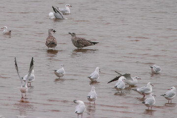 flock of seagulls
