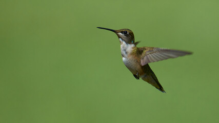 Hummingbird
