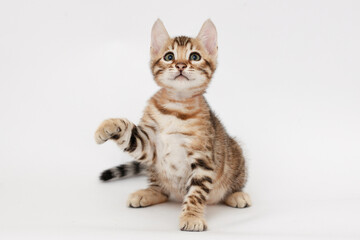 Obraz premium Funny Spotted Bengal kitten with beautiful big green eyes. Lovely fluffy playful cat. Free space for text.