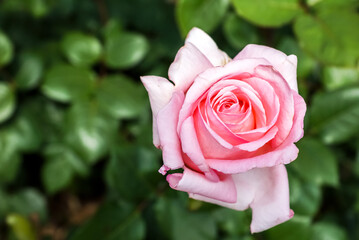 Rosa Rose 