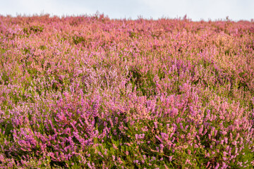Fototapeta premium Common Heather (Calluna vulgaris) with the purple flowers in bloom