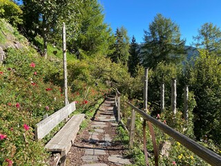 Rose Garden Uhrerhof (The highest rose garden in Europe) or Rosarium Uhrerhof (Höchstgelegener Rosengarten Europas) or Roseto Ortisei - South Tyrol, Italy (Südtirol, Italien)