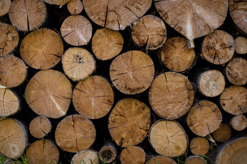 Cross section of the timber, cut trees, firewood stack. Nature abstract background with stack of firewood.