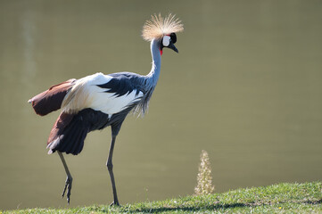 Grue Couronnée