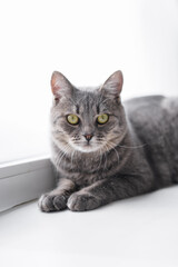 A gray tabby cat lies on a windowsill in bright daylight