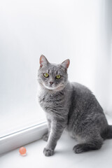 gray cat on white background