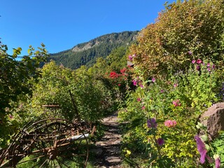 Rose Garden Uhrerhof (The highest rose garden in Europe) or Rosarium Uhrerhof (Höchstgelegener Rosengarten Europas) or Roseto Ortisei - South Tyrol, Italy (Südtirol, Italien)