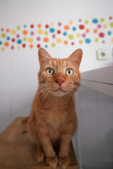 A beautiful attentive ginger domestic cat looks into the frame. Wide-angle portrait of a ginger pet. Adult cat
