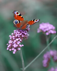 Peacock butterfly on verbena flower