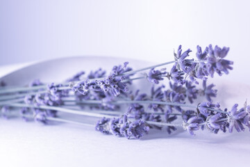 Dry lavender in a sheet of paper.