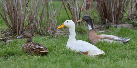 Three wild ducks resting in the grass