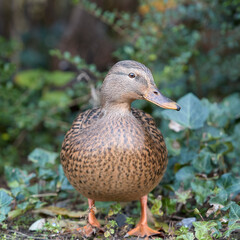 Close up of a wild female mallard duck