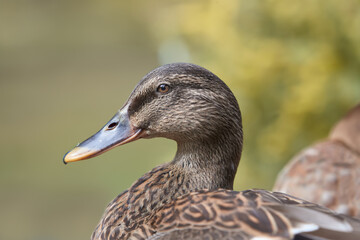 Close up portrait of a wild female mallard duck