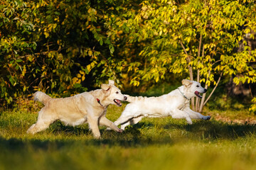 Adult and young golden retrievers having fun running with each other in the autumn park against the background of yellow trees. An active lifestyle to maintain the health of dogs.