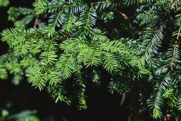 Yew evergreen poisonous foliage