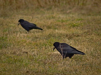 Rooks on the meadow in search of food.
