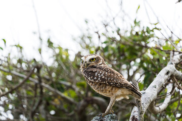 Free owl in the wild watching over the branches of a tree in Rio das Ostras in Rio de Janeiro.