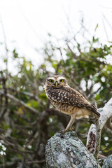 Free owl in the wild watching over the branches of a tree in Rio das Ostras in Rio de Janeiro.