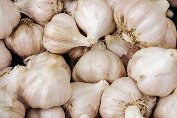 Close-up of heads of garlic. Garlic. Many heads of garlic. Unpeeled garlic