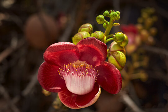 Blooming Sala flower or Cannonball flower, this flower's scientific name is couroupita guianensis flower of religion and is grown in the tropics
