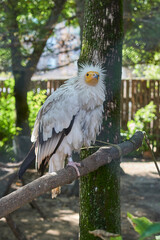 A vulture sits on a bar in the zoo.