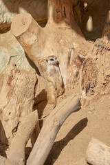 The meerkat (Suricata suricatta) in zoo.