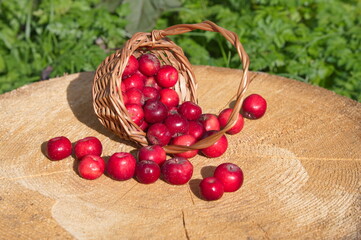 Red apples ranet in a basket on a stump