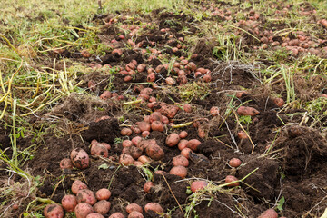 Harvesting potatoes. The dug up potatoes lie on the ground. potatoes in the field