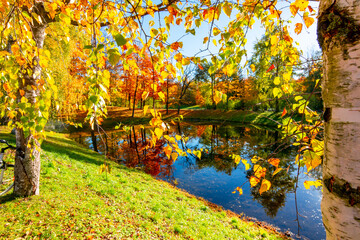 Birch leaves in autumn in Alexander park, Pushkin (Tsarskoe Selo), Saint Petersburg, Russia