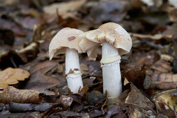 Edible mushroom Cortinarius caperatus in beech forest. Known as Goats Hat. Two wild mushrooms growing in the leaves.