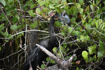 Anhinga catches a fish and.kills it.