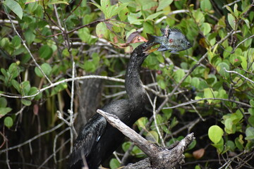 Anhinga catches a fish and.kills it.