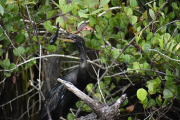 Anhinga catches a fish and.kills it.