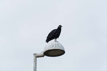 Vulture on top of the light pole. Partly cloudy day.