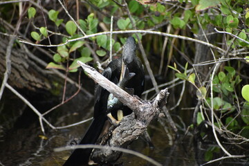 Anhinga catches a fish and.kills it.