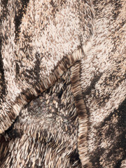 Super macro of hawk moth hairs and scales. Natural patterns on the insect's body. Stacking macro photo.