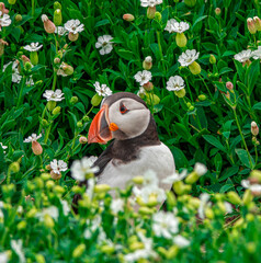 Puffin