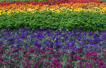 Regenbogenfarbenes Blumenbeet im Botanischen Garten von Hamburg
