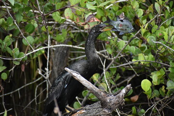 Naklejka premium Anhinga catches a fish and.kills it.