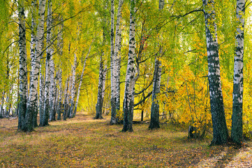 Birch grove on a sunny autumn day, panoramic landscape.