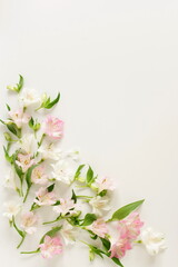 Flowers top view on white background with copy space.Pink and white Alstroemeria flowers frame template .  Botanical Poster.Floral card.