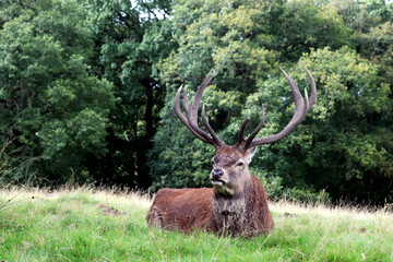 stag in the woods
