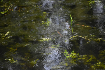Rain falling in cypress swamp