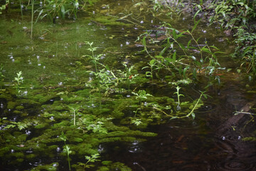 Rain falling in a swamp pond