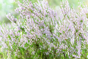 thickets of romantic heather against the background of summer greenery