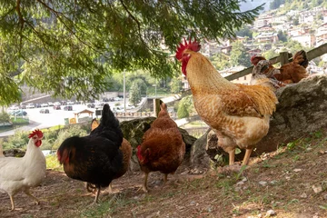 Fotobehang rooster and hens on a mountain farm © constantin